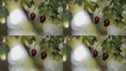在树枝上的水果近距离-自然环境背景高清在线视频素材下载