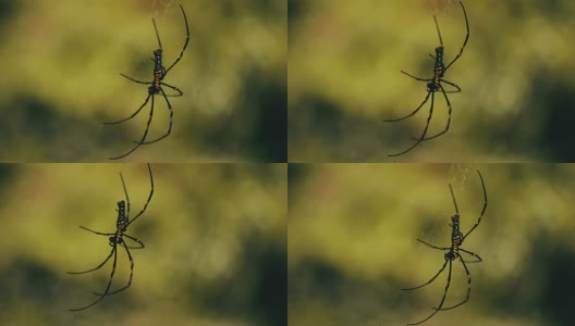 蜘蛛在荒野织网高清在线视频素材下载
