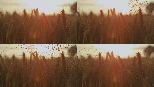 谷物落在小麦穗上高清在线视频素材下载