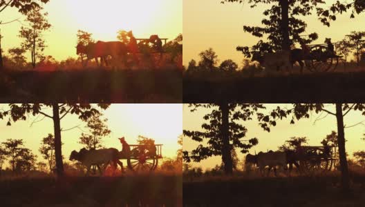 泰国日落时的牛车高清在线视频素材下载
