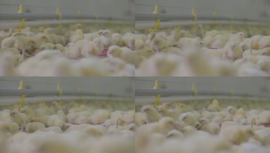农场里的小鸡高清在线视频素材下载