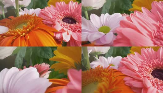 美丽的菊非洲菊花在华丽的节日花束。镜头沿着花瓣移动。橙色，粉红色和白色的花与绿鸟叶背景。4 k, UHD高清在线视频素材下载