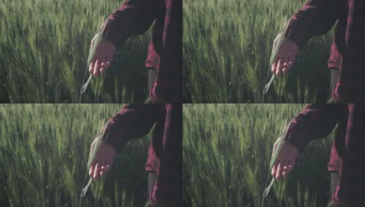 年轻的农妇用手摸着绿麦苗，检查着植株的状况。高清在线视频素材下载