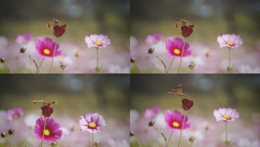 宇宙之花和蜻蜓在风中摇曳高清在线视频素材下载