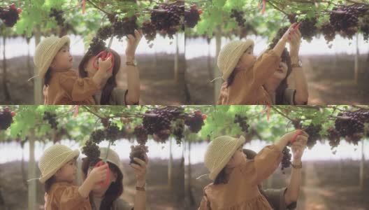 奶奶和孙女在葡萄园里摘葡萄。高清在线视频素材下载