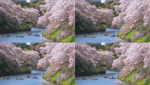 日本东京千鸟渊公园的樱花，慢镜头高清在线视频素材下载
