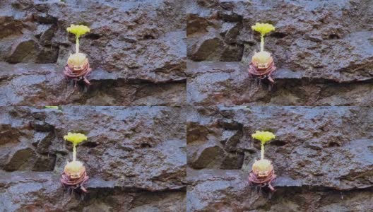 西班牙圣克鲁斯德特内里费省加那利群岛拉戈梅拉岛上的岩面上的黄色开花的aeonium(多肉的)高清在线视频素材下载