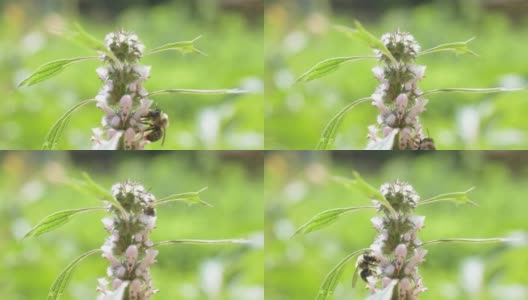 正在开花的益母草上有一只蜜蜂高清在线视频素材下载