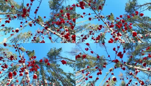 透过花梨树的树枝和红色的浆果簇和雪帽仰望天空高清在线视频素材下载