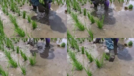 泰国清莱种植水稻高清在线视频素材下载