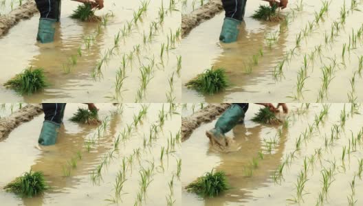 农民在田里种植水稻高清在线视频素材下载