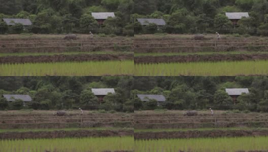 越南沙巴麦洲，一名越南农民正在和一头公牛犁地高清在线视频素材下载