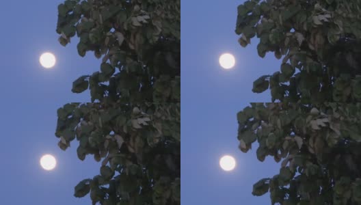 月亮在天空和树叶高清在线视频素材下载
