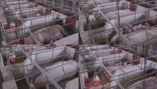 移动拍摄的母亲和小猪在一个工业养猪场的产房高清在线视频素材下载