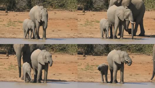 非洲象喝水高清在线视频素材下载
