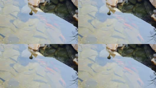 锦鲤在花园池塘里游泳高清在线视频素材下载