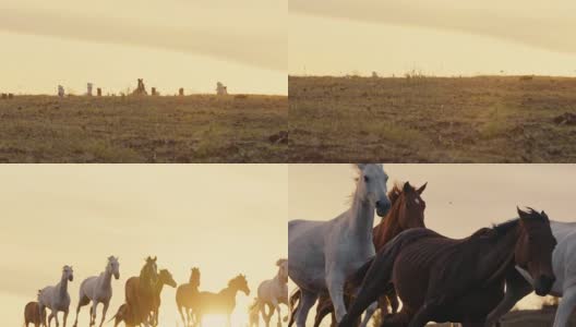 在草地上奔跑的马高清在线视频素材下载