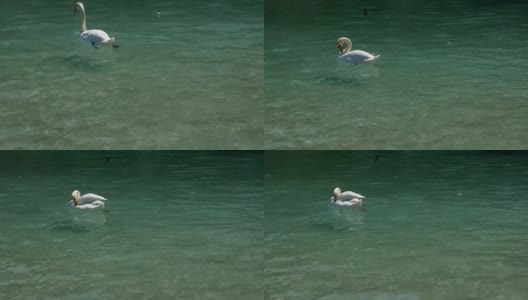 一只天鹅在法国安纳西湖快乐地游泳高清在线视频素材下载