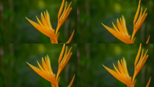 橙色和黄色的螺旋藻，苍蝇草，鸟天堂近景，绿色背景。异国情调的热带花卉高清在线视频素材下载