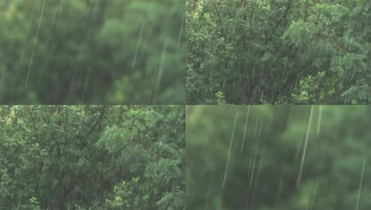 夏天的雨树近高清在线视频素材下载