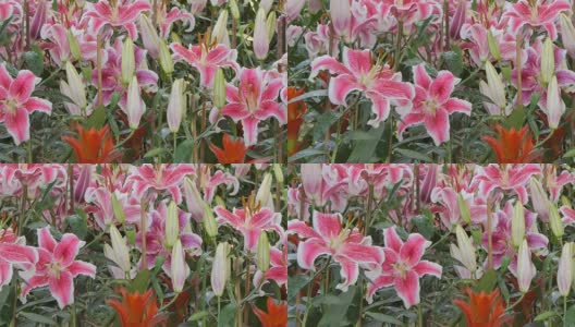 粉红色的百合盛开在花圃里。高清在线视频素材下载