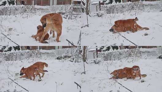 冬天，两只狗在街上打架。可爱的狗狗和流浪狗一起在户外玩耍高清在线视频素材下载