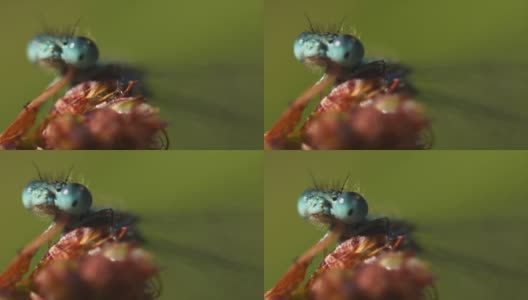 蜻蜓微距镜头高清在线视频素材下载