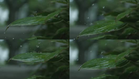 慢动作雨落在植物上高清在线视频素材下载