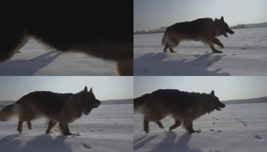 冬天在雪地里奔跑的狗(德国牧羊犬)。缓慢的运动。美丽的晴朗的天气。高清在线视频素材下载