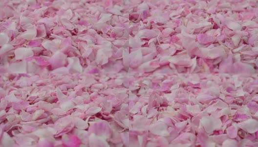 茶在白色的背景上呈玫瑰色。高清在线视频素材下载