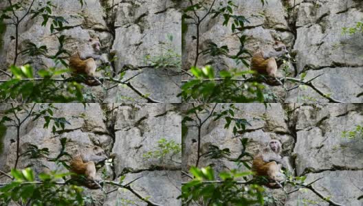 日常生活的野生猕猴正在吃嫩叶高清在线视频素材下载