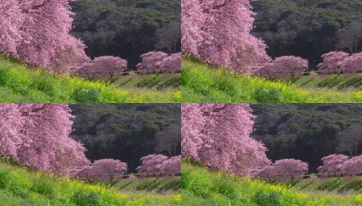 下嘉摩河边盛开的川崎樱花树和油菜花高清在线视频素材下载