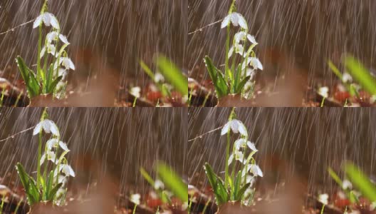 春雨期间，森林中盛开着雪白的雪花莲花。高清在线视频素材下载