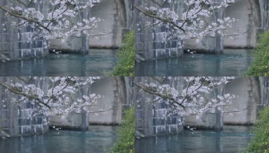 樱花开满河面高清在线视频素材下载