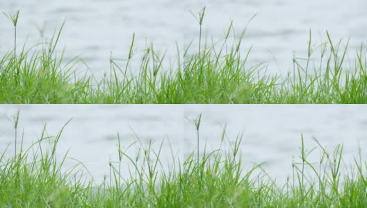 绿草特写。草在风中缓慢地摇曳。碧绿多汁的草坪，湖前的草地高清在线视频素材下载