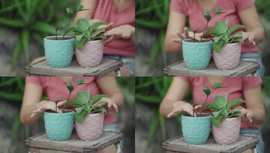 手的特写重新种植一株家庭植物高清在线视频素材下载