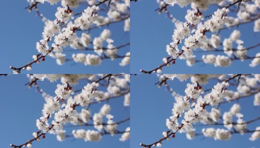 特写的杏花映衬着蓝天，开花的树木在春天的季节，自然的背景高清在线视频素材下载