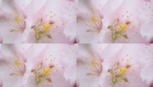 这是春季一棵杏树粉红色花朵的特写高清在线视频素材下载
