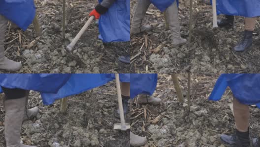 在泥炭地上种植树苗高清在线视频素材下载