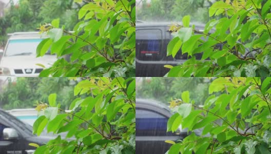 雨水落在村子茂盛的绿叶上高清在线视频素材下载