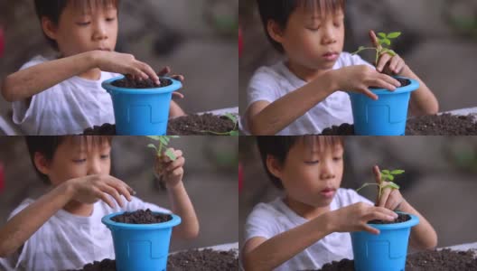 薄集中手，亚洲儿童抱幼苗和种植在蓝色盆中。高清在线视频素材下载