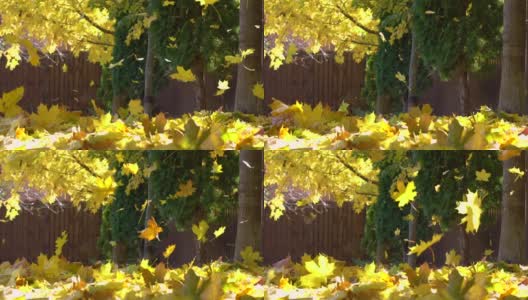 秋天黄澄澄的枫叶慢慢地飘落在地上，上面盖满了一层厚厚的树叶。高清在线视频素材下载