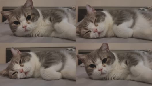4K视频中，有趣的苏格兰折耳灰条纹猫睡觉，躺在人床上，可爱的脸和黑色的大眼睛看着镜头。带一些“噪音和颗粒”的外观。高清在线视频素材下载