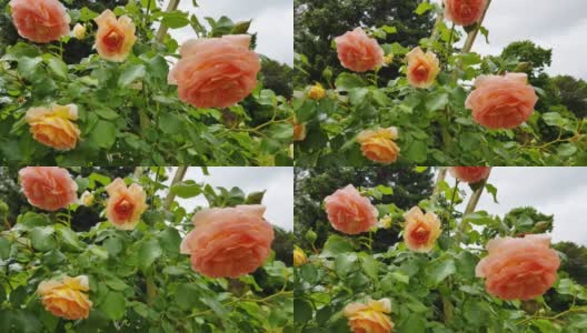 4k视频，风摇着一朵美丽的粉红色玫瑰，玫瑰生长在花园棚架上的攀缘灌木上——美丽的户外自然之旅高清在线视频素材下载