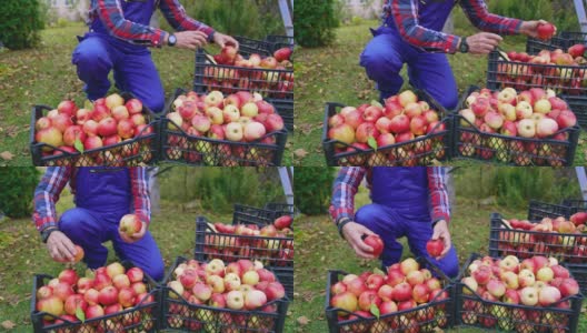 拿着装满苹果的篮子干活的农民。有机新鲜水果篮子。高清在线视频素材下载