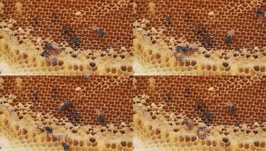 蜂巢的蜜蜂高清在线视频素材下载