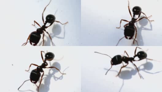 六脚蚂蚁昆虫行走高清在线视频素材下载