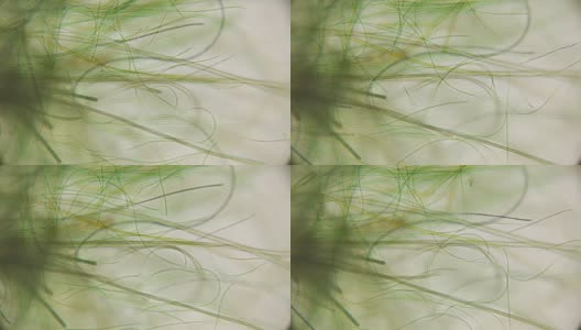 活藻类在显微镜下运动，类似于身体的触须，这很令人兴奋高清在线视频素材下载
