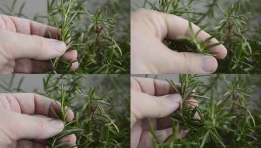 花瓶里的迷迭香，特写。高清在线视频素材下载