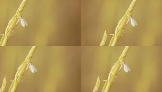 清晨清新温暖，大自然的米花束中有白色昆虫。高清在线视频素材下载